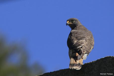 Aves de la laguna Las Perdices
