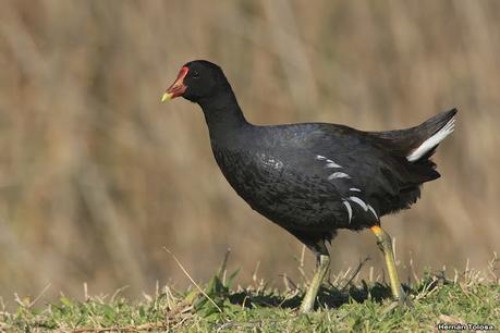 Aves de la laguna Las Perdices