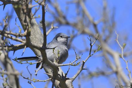 Aves de la laguna Las Perdices