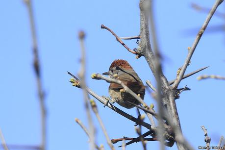 Aves de la laguna Las Perdices