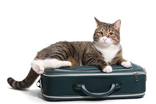 Vacaciones Vacaciones