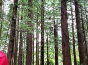 Fotos pecosas: bosque secuoyas