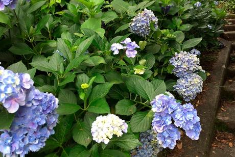 Viveros de plantas ornamentales