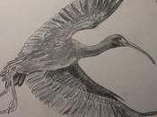 Dibujillos lápiz Plegadis falcinellus