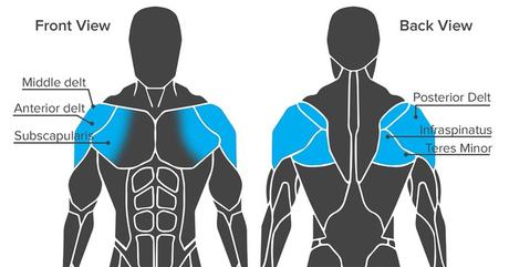 Anatomía muscular de los hombros.