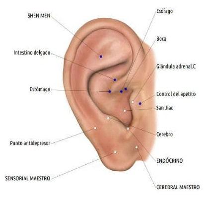 Auriculoterapia. Qué es. Mapa y puntos. Sus usos para adelgazar, ciática, dejar de fumar, ansiedad y el insomnio 3 auriculoterapia puntos claves para adelgazar