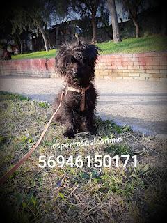 Buscamos a Nala