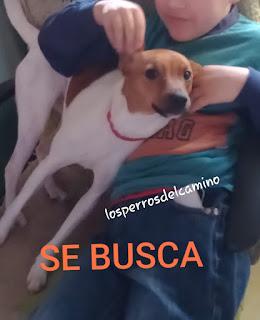 Buscamos a Samy