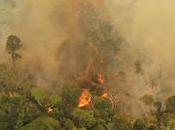 Incendios forestales cambio climático: cómo alimentan mutuamente (@Elasombrario)