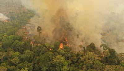 Incendios forestales y cambio climático: cómo se alimentan mutuamente (@Elasombrario)