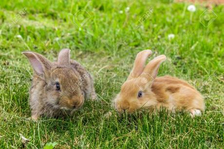 Si persigues dos conejos, no atraparás a ninguno