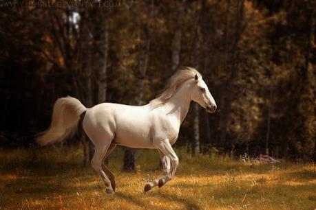 Tolkien, caballos y guerra: Verdades, curiosidades y equivocaciones