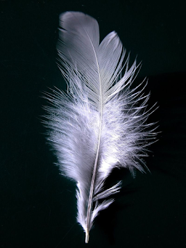 Tolkien, caballos y guerra: Verdades, curiosidades y equivocaciones