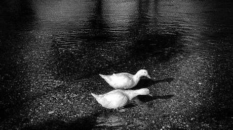 Poeta en Soria Poeta en Soria