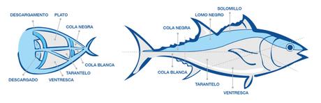 partes-del-atun