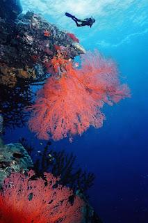 Reseña|| A la sombra del arcoíris- Elena Castillo