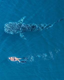 Reseña|| A la sombra del arcoíris- Elena Castillo Reseña|| A la sombra del arcoíris- Elena Castillo