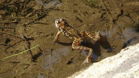 Rana bermeja (Rana temporaria)