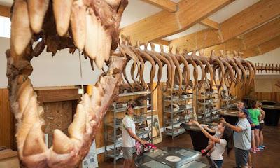 Dónde ver dinosaurios en España con niños