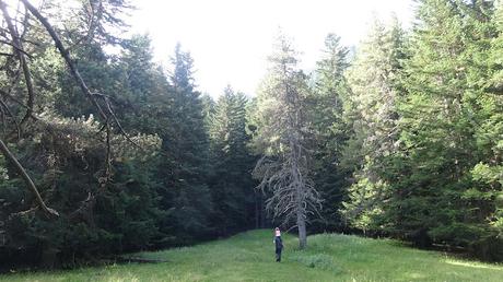 Mata de València d'Àneu