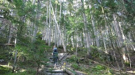 Mata de València d'Àneu