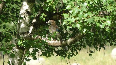 Arrendajo euroasiático (Garrulus glandarius) Arrendajo euroasiático (Garrulus glandarius)