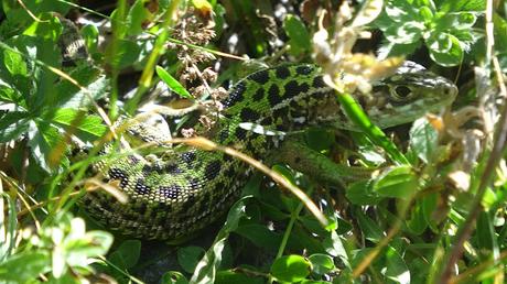 Lagarto verde occidental (Lacerta bilineata) Lagarto verde occidental (Lacerta bilineata)