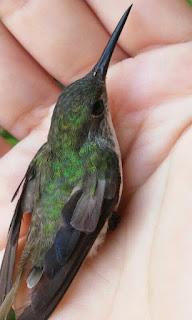 (Relatos) #YoEscriboAgostoBFD / Zombie / Libro / Colibrí / Sangre by Eelynn Cuellar