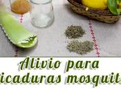 Alivia picaduras mosquitos estos remedios caseros