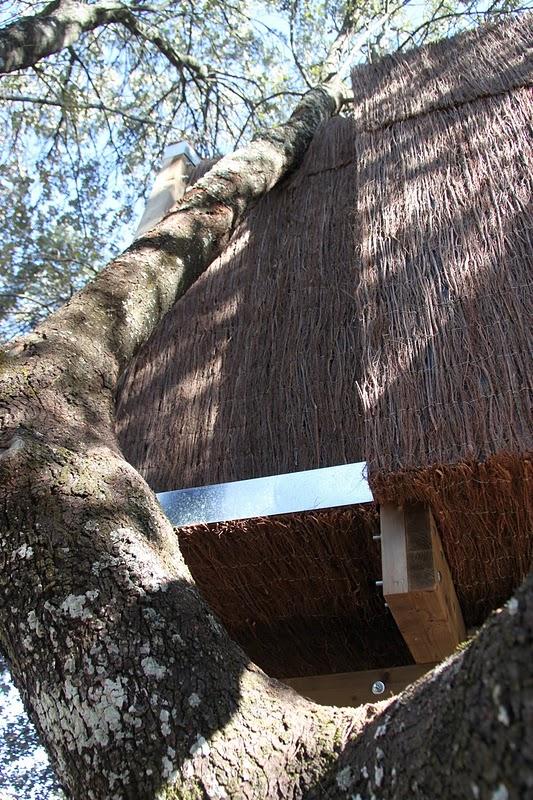 La casa en el árbol enraizada.