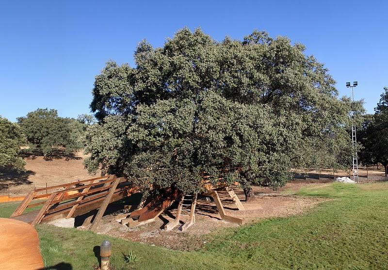 La casa en el árbol enraizada.