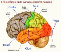 5 sentidos se quedan cortos