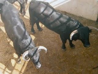 SORTEADOS LOS NOVILLOS Y ERALES PARA ESTA TARDE EN PRIEGO