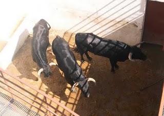 SORTEADOS LOS NOVILLOS Y ERALES PARA ESTA TARDE EN PRIEGO