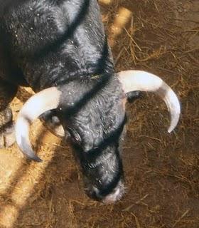 SORTEADOS LOS NOVILLOS Y ERALES PARA ESTA TARDE EN PRIEGO