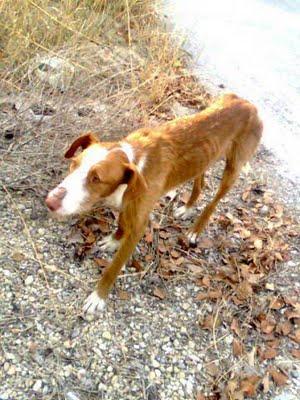 SE MUERE EN LA CALLE...¿Alguien puede ayudarle?