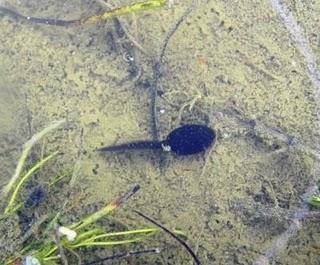 Juveniles de sapo corredor