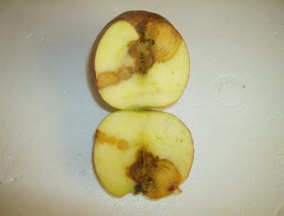 MOSCA DE LA FRUTA, SU GRAN ENEMIGO.