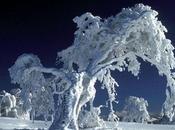 ¿Por nieve blanca?