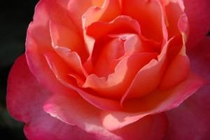 Mi amor, hoy (Rosas Parque Cervantes, Barcelona, 2009) MI AMOR POR TI, HOY