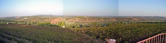 MARENAS, VIÑEDO Y BODEGA ( Montilla - Córdoba )