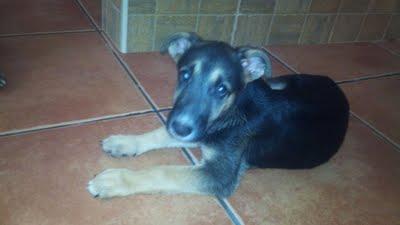 Baby, cachorrita pastor aleman en adopcion. (Jaén)