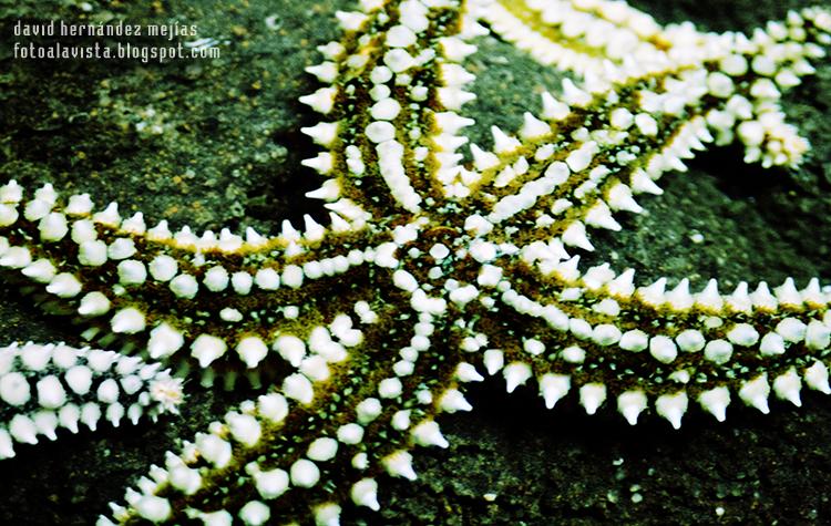 Detalle de estrella de mar en el Aquarium de O Grove, Pontevedra, Galicia