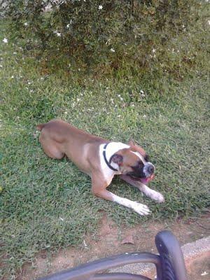 Boxer de año y medio en Sevilla, necesita encontrar una familia.