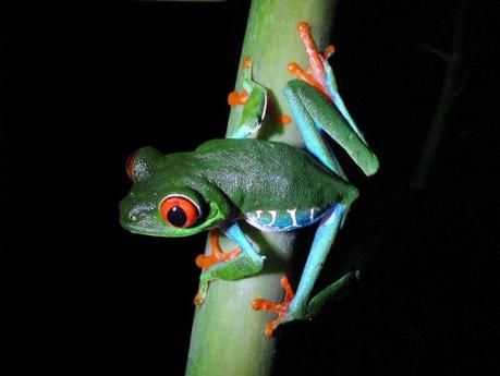 La ‘Enciclopedia de la vida’ recopila un tercio de todas las especies que se conocen