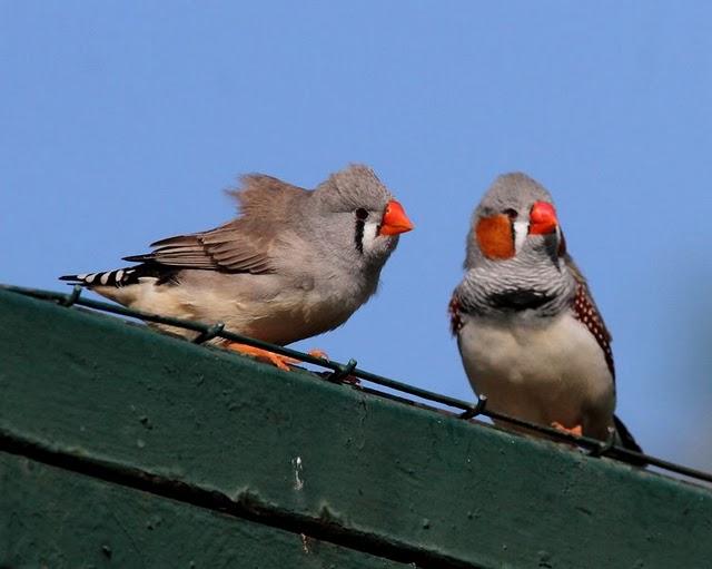 DIAMANTE MANDARIN-TAENIOPYGIA GUTTATATA
