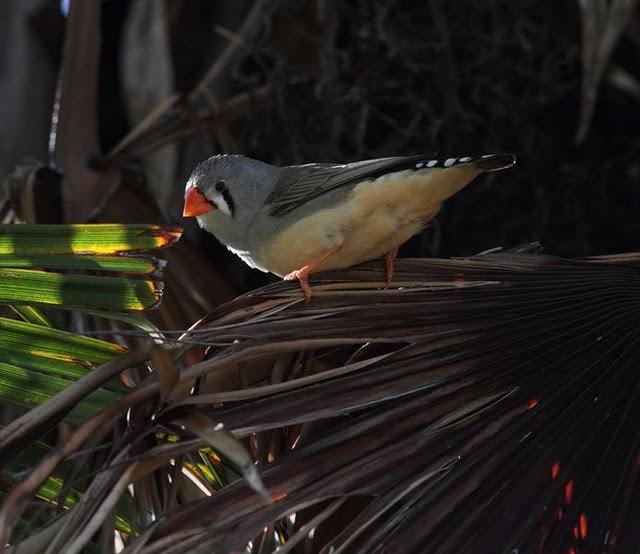 DIAMANTE MANDARIN-TAENIOPYGIA GUTTATATA