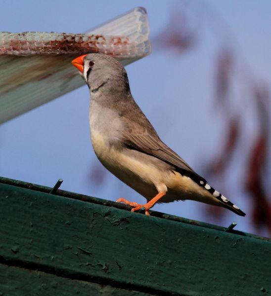DIAMANTE MANDARIN-TAENIOPYGIA GUTTATATA