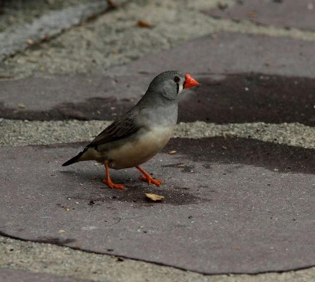 DIAMANTE MANDARIN-TAENIOPYGIA GUTTATATA