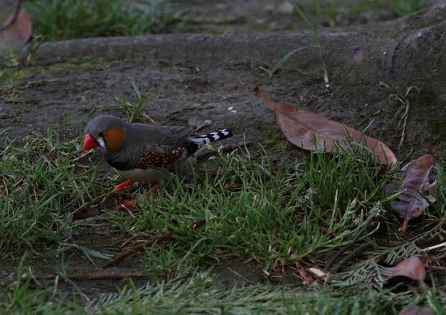 DIAMANTE MANDARIN-TAENIOPYGIA GUTTATATA
